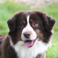 Portrait de Suricate Scarlett O'Hara du Temple de Pales
