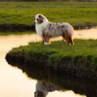 Portrait de Toffe's Legend du Petit Duc Victoria