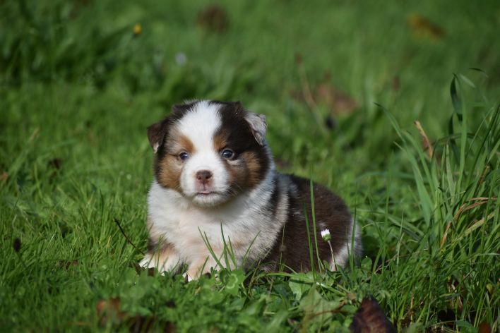 Elevage du Clos des Duchesses