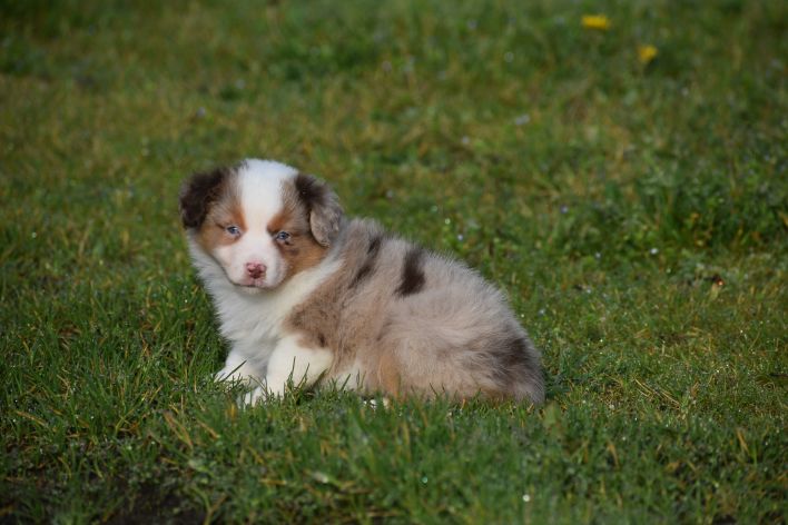 Elevage du Clos des Duchesses